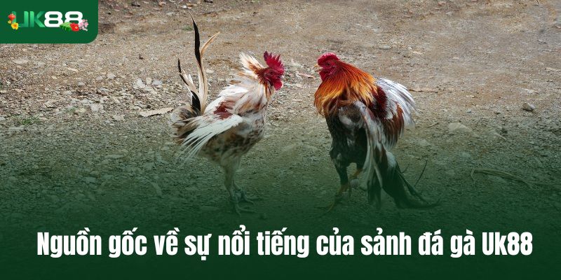 Nguồn gốc về sự nổi tiếng của sảnh đá gà Uk88